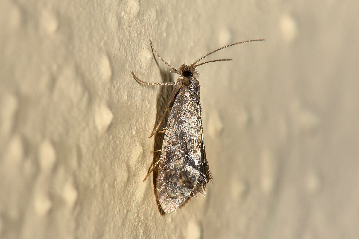 Tineidae?